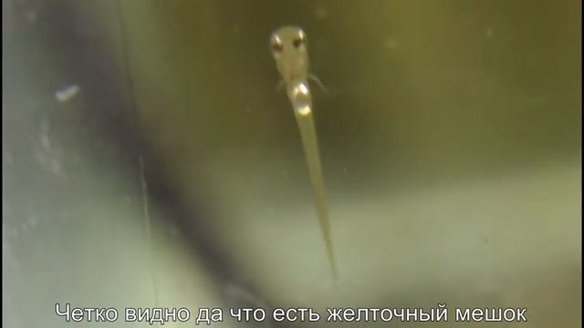 Барбус Шуберта. Как поднять малька. Съемка под линзой. Такого еще никто не видел. смотреть онлайн
