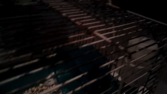 Как нужно ухаживать за хомяком ? смотреть онлайн