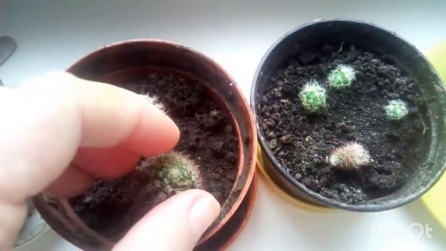 Как посадить кактус без корней