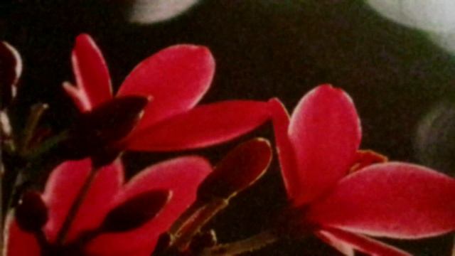 С.А. Есенин. "Почему луна так светит тускло..." смотреть онлайн