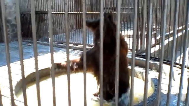 БУРЫЕ МЕДВЕДИ В ЗООПАРКЕ КУПАЮТСЯ смотреть онлайн