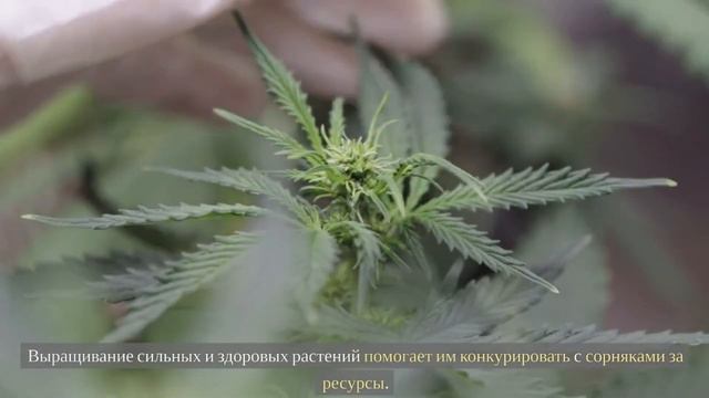 Борьба с сорняками и вредителями в саду. Как избавиться от них раз и навсегда.