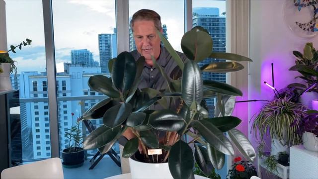 HOW TO GROW RUBBER TREE AS HOUSE PLANT смотреть онлайн