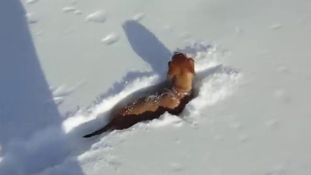 Petunia conquers the snow pt1