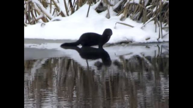 Норка американская смотреть онлайн