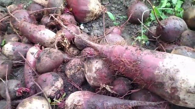 VLOG:4 Золотая ?осень. Сбор урожая смотреть онлайн