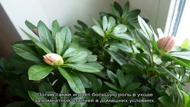 Азалия — что это за комнатный цветок, как выглядит смотреть онлайн