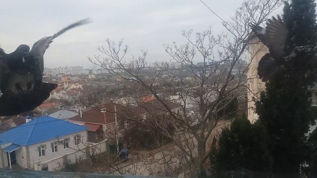 Смешно жесть смотреть как голубь держит удар смотреть онлайн