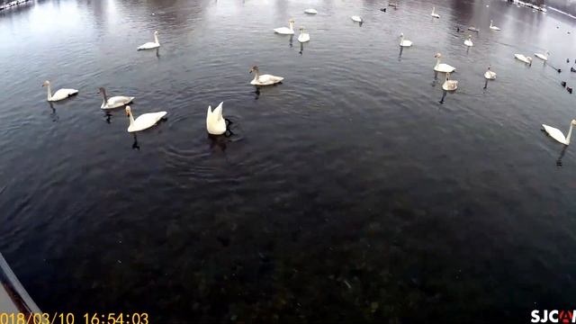 КУДА ПОЕХАТЬ? из Новосибирска. Озеро Лебединое Алтай смотреть онлайн