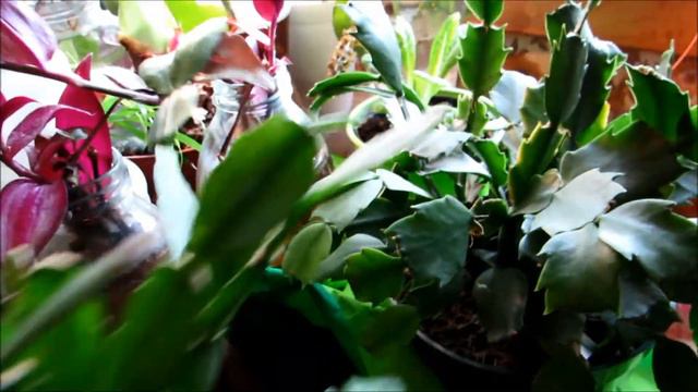 ~✿🌷🌸My entire houseplant tour 10/22/2015🌸🌷✿~ смотреть онлайн