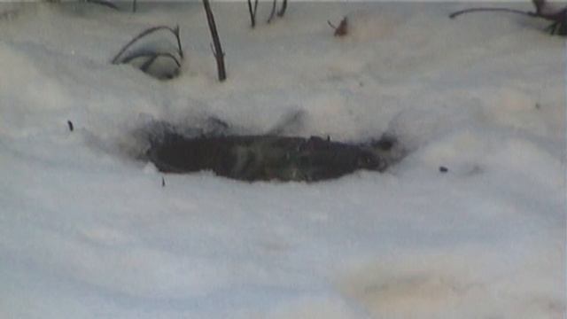 синицы купаются