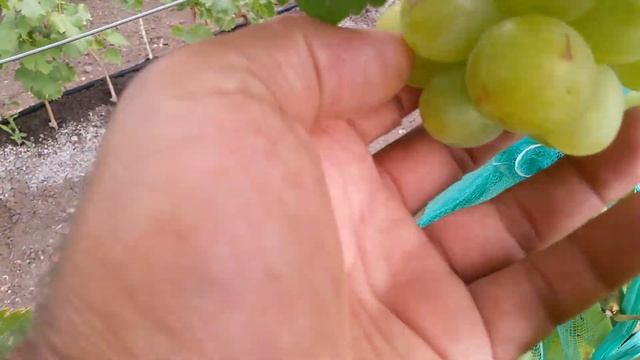 Сорт винограда Супер Экстра