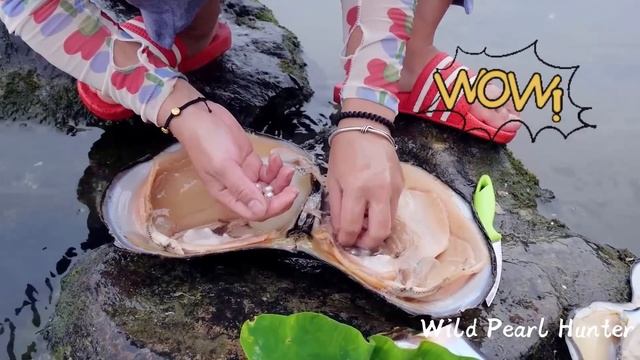 Incredible! I Picked Up A Giant Australian Pearl Oyster, Collecting Rare Pearls