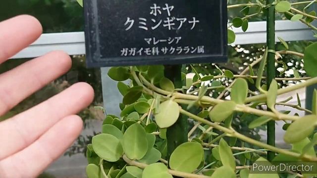 兵庫県立淡路夢舞台公苑温室 あわじグリーン館. Выставка орхидей в музее растений,на острове Авадзи,Япония. смотреть онлайн