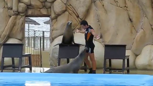 Рок-н-ролл (Rock'n'roll With Fur Seal) смотреть онлайн