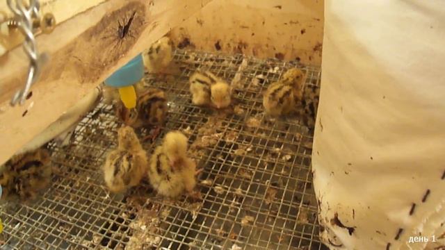 перепелята по дням, часть 1 из 3-х, baby quails by days смотреть онлайн