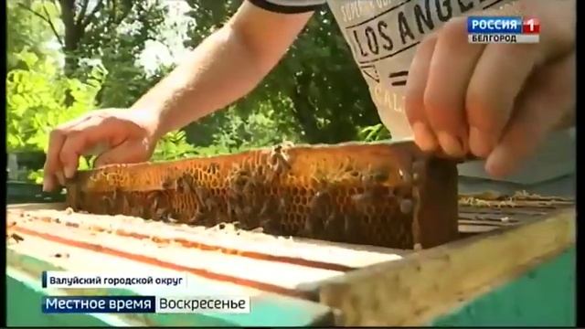 Пилотный проект в Валуйском городском округе смотреть онлайн