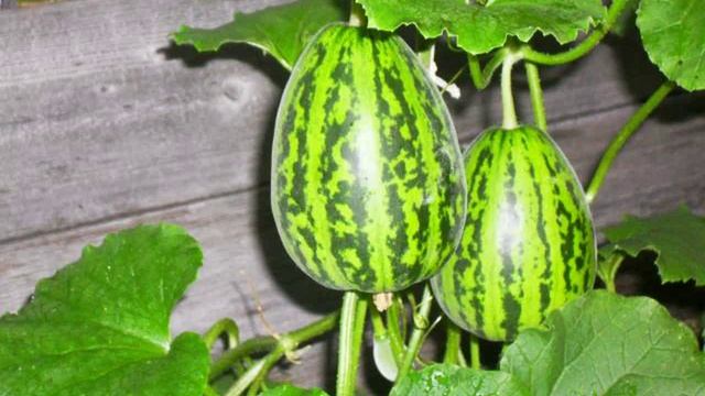 семена помидор смотреть онлайн