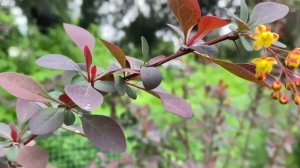 ЯБЛОНИ В ЦВЕТУ