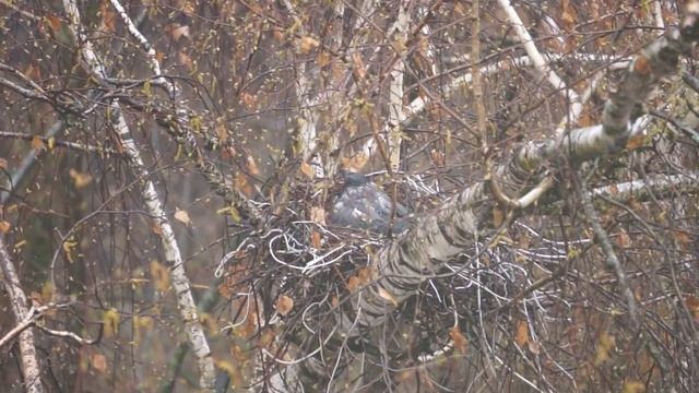 Ворона в гнезде. смотреть онлайн