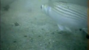 Морская рыбалка .Стая кефали ест прикормку. Подводная съемка.