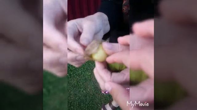 Всё(почти) про физалис смотреть онлайн