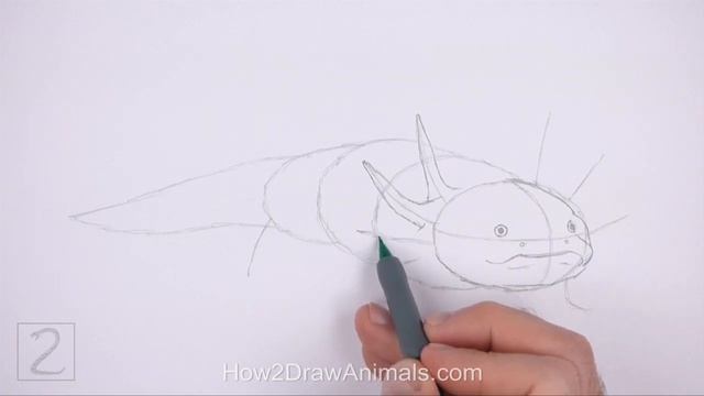 How to Draw an Axolotl смотреть онлайн