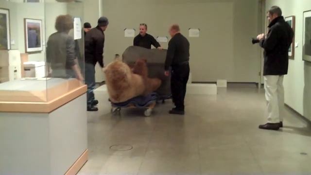 Travels of a Kodiak Bear смотреть онлайн