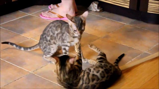 Бенгальски котик розетка на голубом