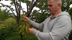 Черешня болеет,чем лечить.