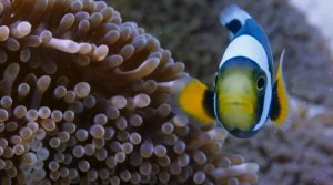 Семья рыб-клоунов - В поисках нового дома.