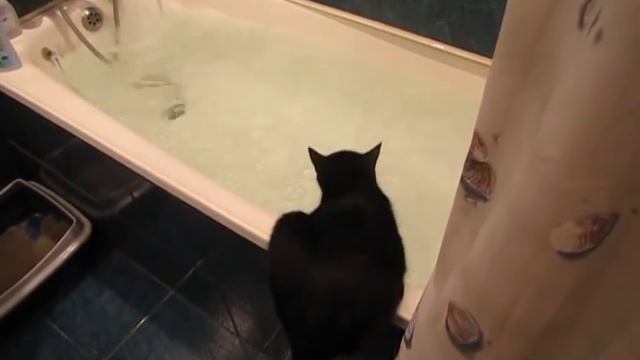 Кот принимает ванну. смотреть онлайн