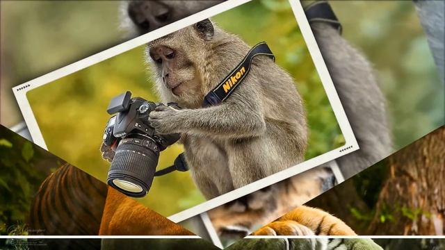 С днем защиты животных. Всемирный день животных.World Animal Day.???HD