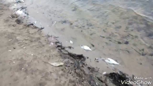 Лоевское водохранилище, 2019,это п.... ц. смотреть онлайн