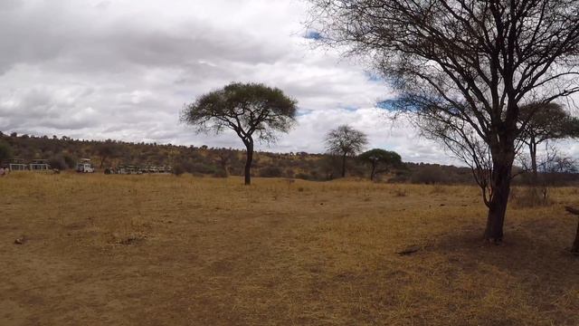 Летим на сафари!!! Safari in Tanzania: Tarangire National Park, Ngorongoro Conservation Area. смотреть онлайн