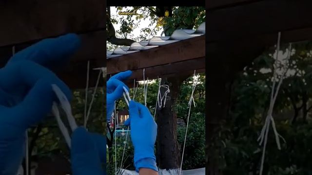 Как правильно подвязать огурцы с помощью воздушной петли. @Galabum смотреть онлайн