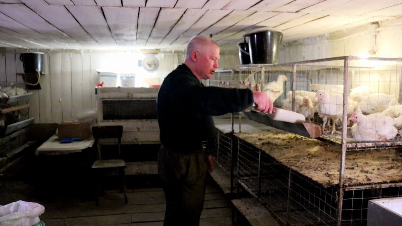 Деревенские будни Кормлю птицу Закладка инкубатора яйцом смотреть онлайн