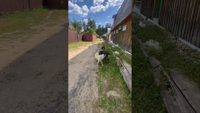 Австралийская овчарка Кони и подопечные бездомыши.Мир, дружба. смотреть онлайн