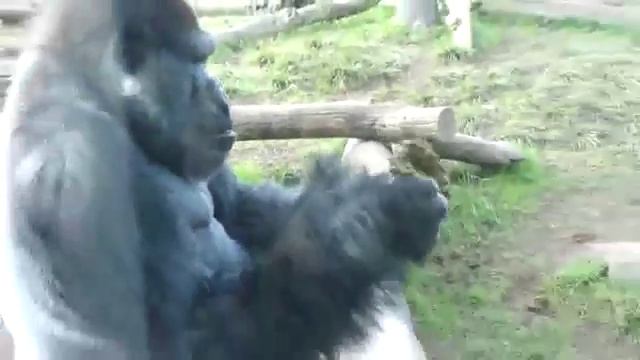 Горилла ест говно смотреть онлайн