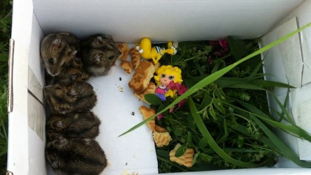 ВЫГУЛИВАЕМ ХОМЯЧКОВ смотреть онлайн