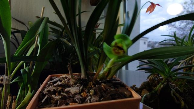 Первое цветение у меня Cymbidium Goeringii 碧玉圆荷 (Bi Yu Yuan He)
