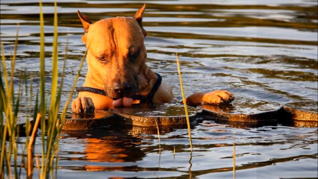Зонкины расслабонки смотреть онлайн