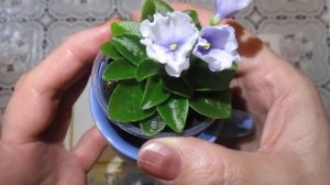 Новая цветущая мини фиалка в моей коллекции Н-Ночь Нежна.Отличительные признаки и особенности фиалк
