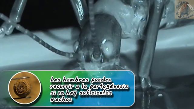 insecto palo de Howe: El bicho más raro y en peligro de extinción - documental de animales salvaje смотреть онлайн