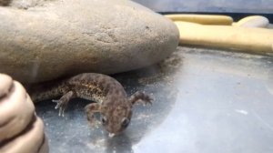 Мини-Крокодил в домашних условиях! | Содержание иглистого тритона!