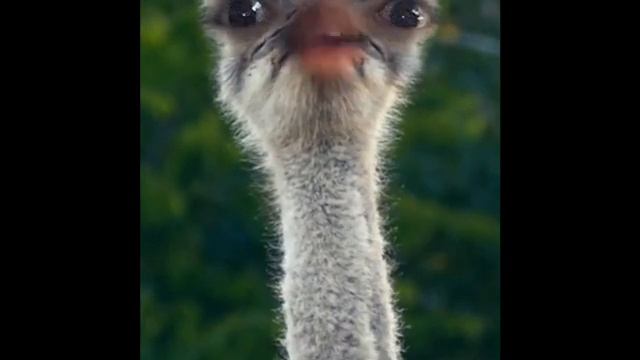 Odis the ostrich pt 6 perve смотреть онлайн