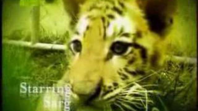 Тигрята  - Tiger, Tiger.