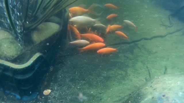 Уход за прудом.Вода как символ качества. Баланс в пруду смотреть онлайн