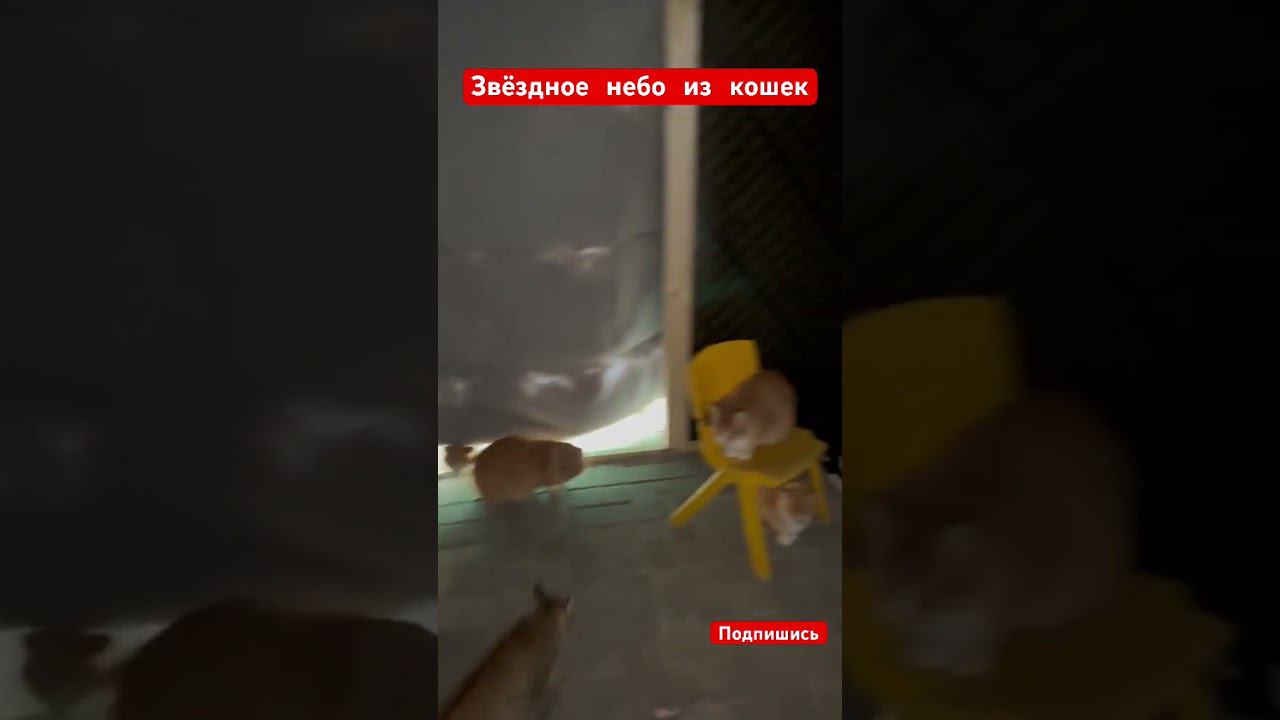 Звёздное небо из кошачьих глаз #shorts смотреть онлайн