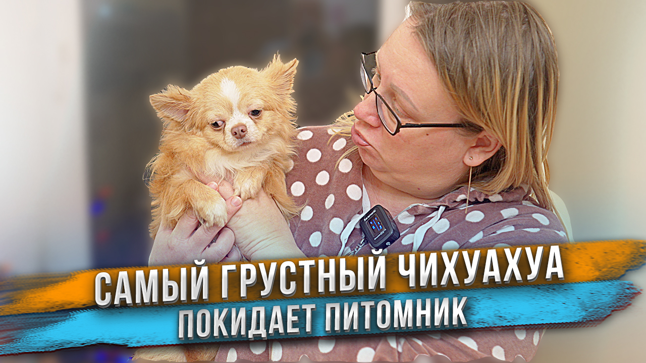 Бракованный чихуахуа. Нам не нужен! Отдаем. смотреть онлайн